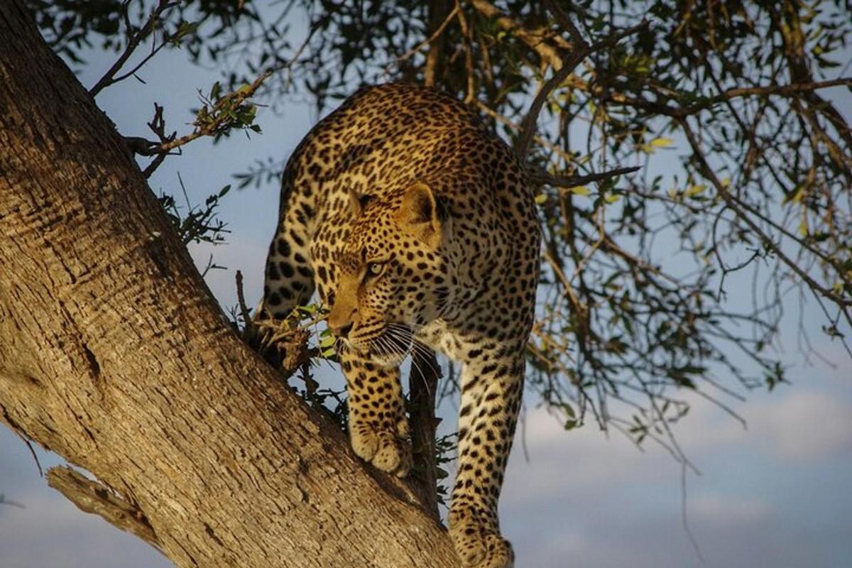 un leopard stând pe o ramură de copac
