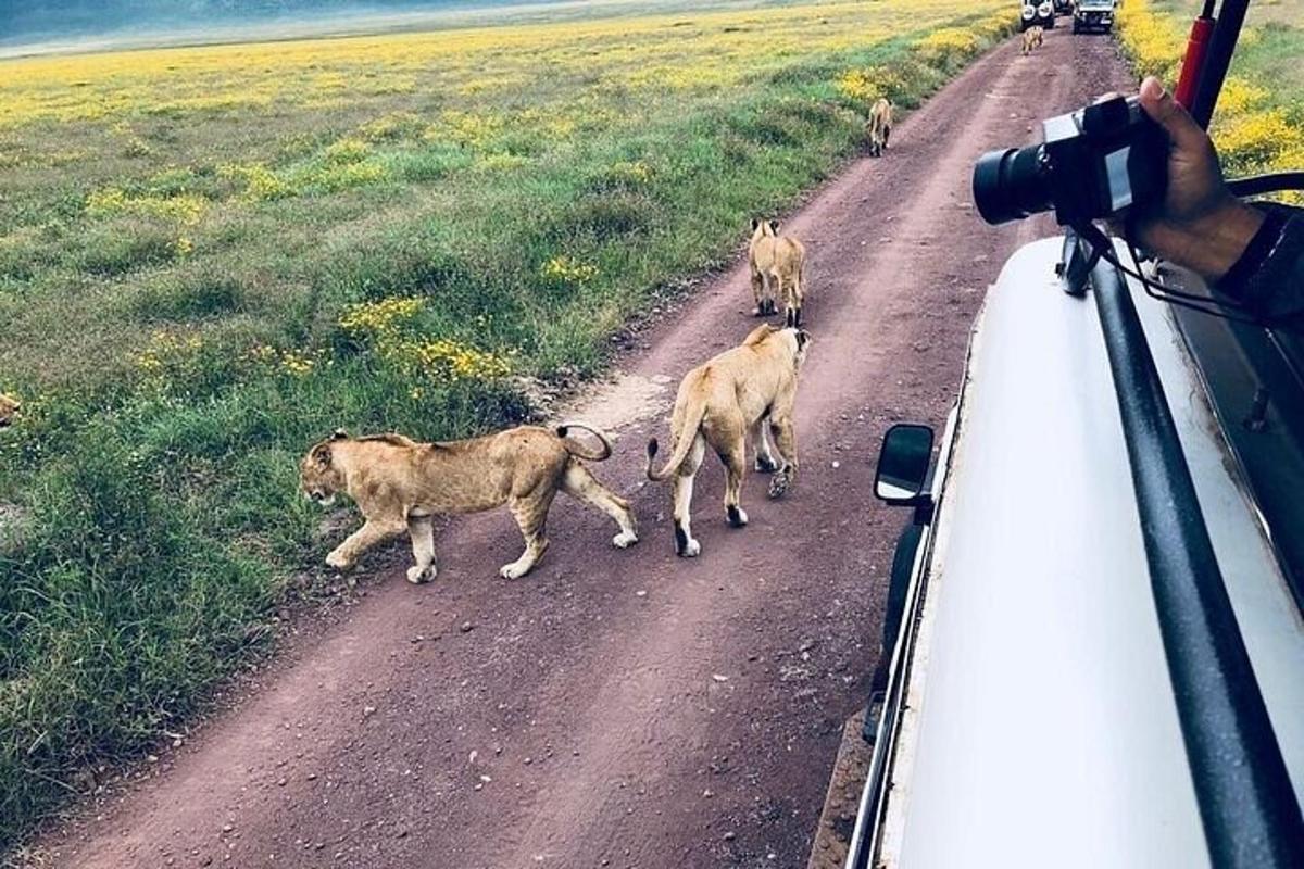 maður tekur mynd af hópi dýra sem fara yfir malarveg