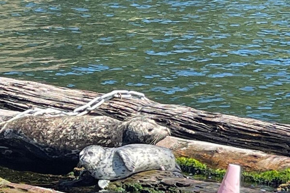 a log on the side of a body of water