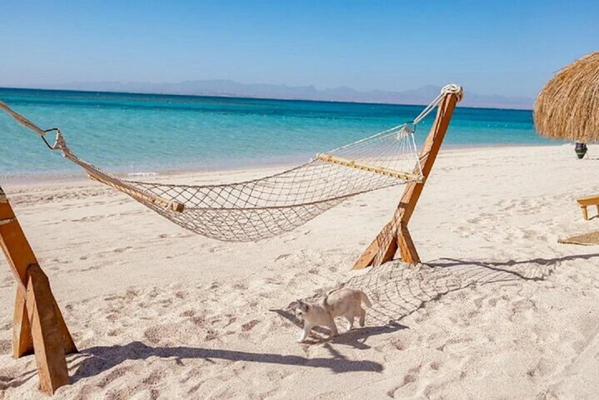 Pies stojący na plaży z hamakiem