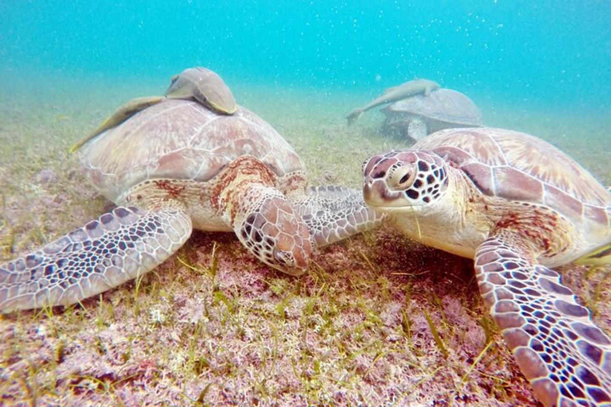 dve korytnačky ležiace na zemi v oceáne