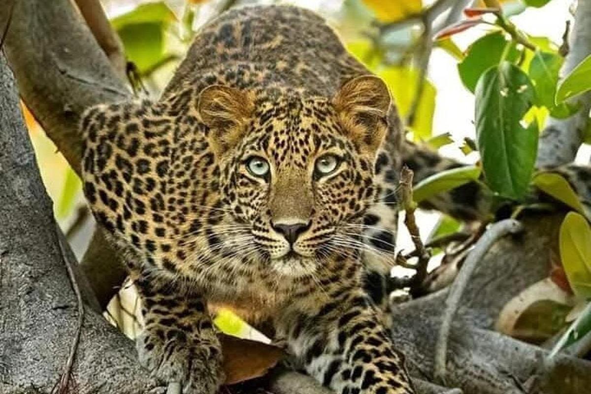 Leopard stojí na stromě