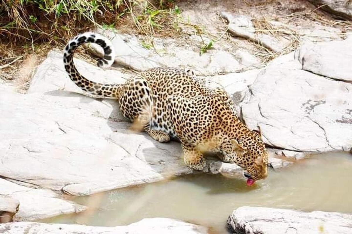 leopard pije vodu z vodní nádrže