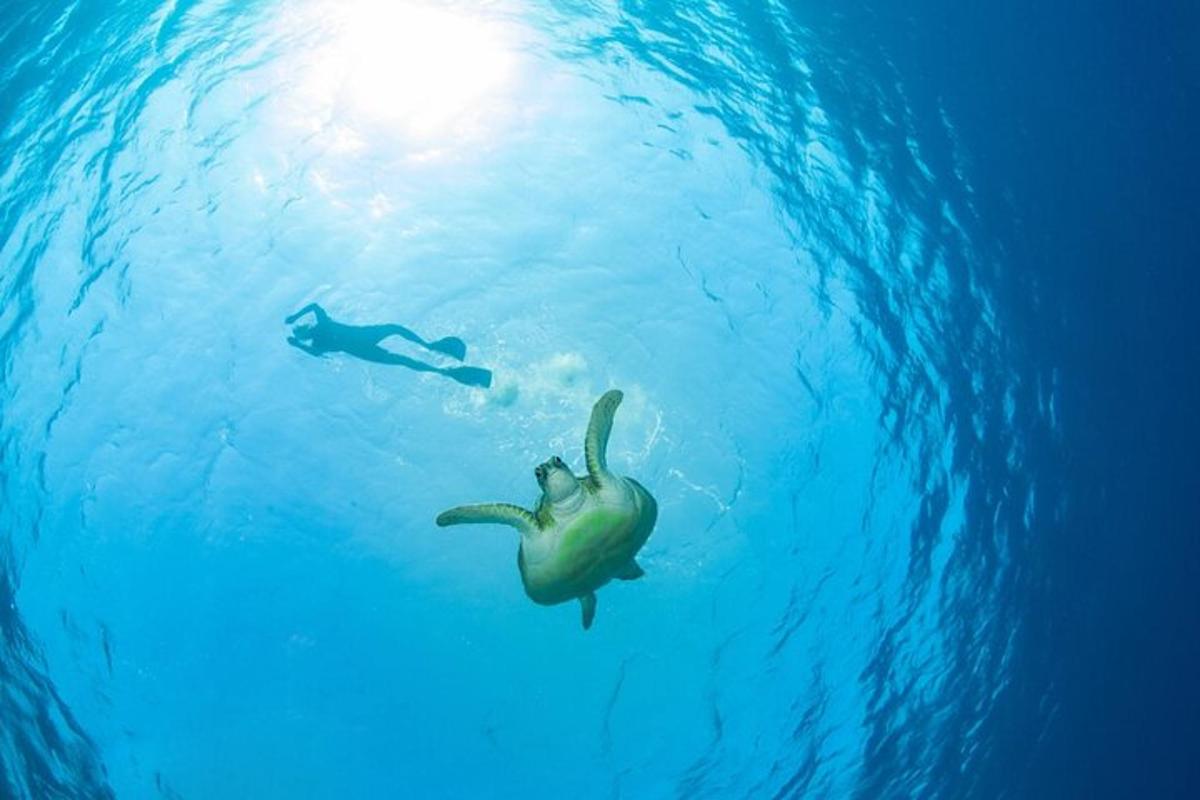 osoba plavající v oceánu s želvou ve vodě
