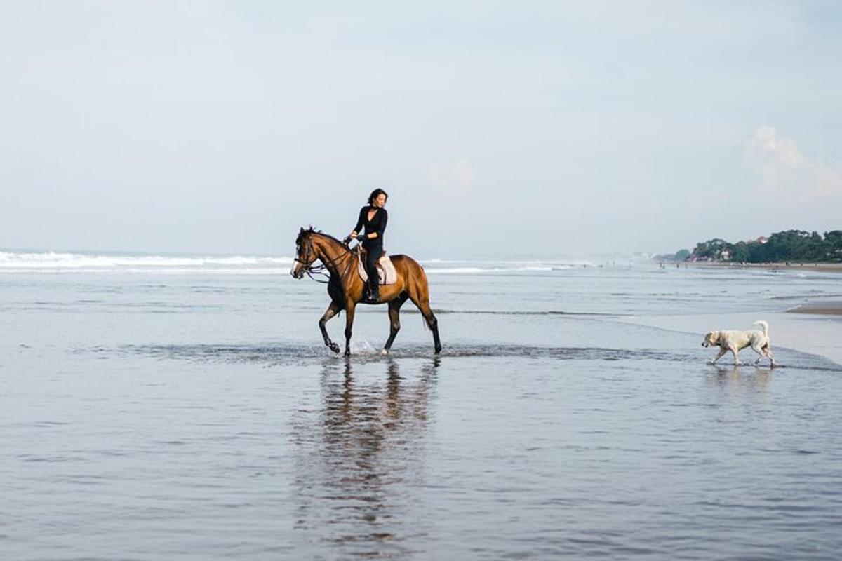 una persona a cavallo sulla spiaggia con un cane