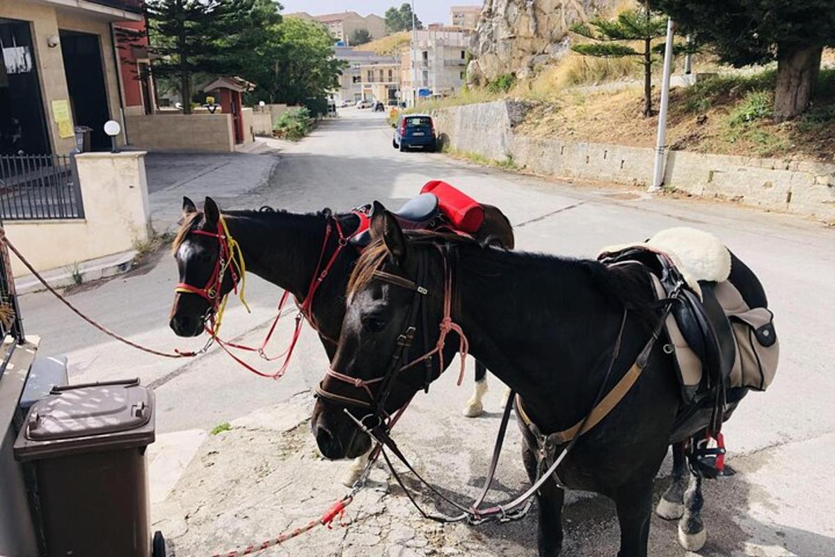 um casal de cavalos amarrados na beira de uma rua