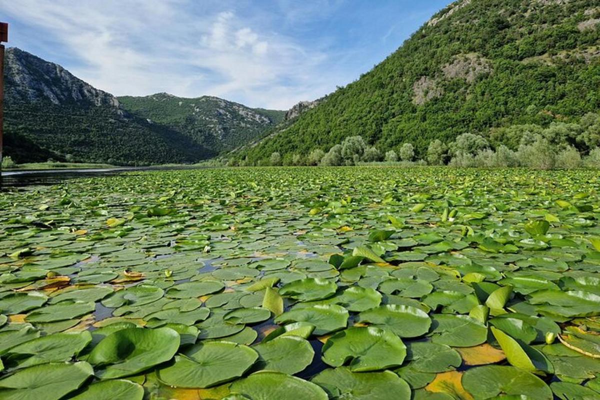 un gran estany ple de nenúfars verds