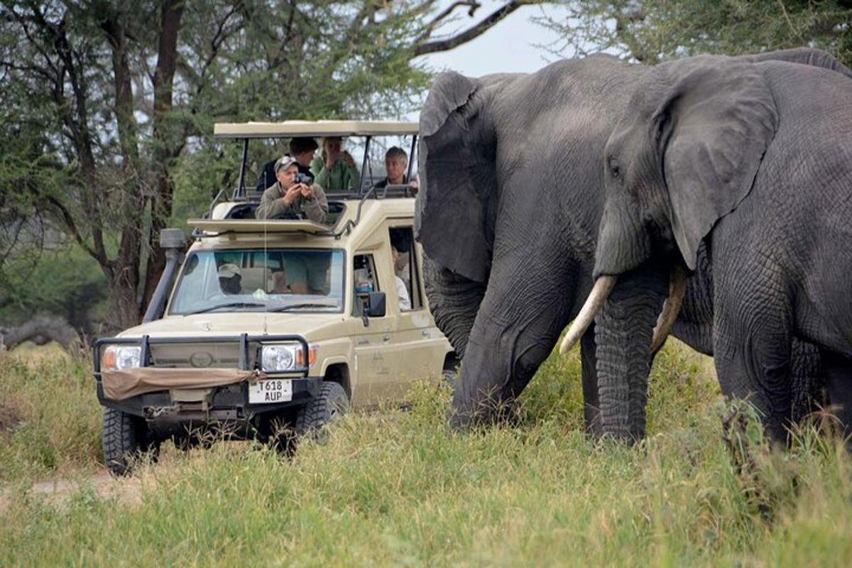 eine Gruppe von Menschen in einem Safarifahrzeug beobachtet einen Elefanten