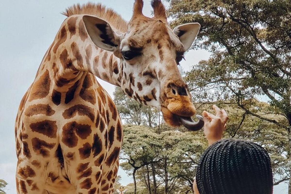 キリンが人に向かって舌を突き出している