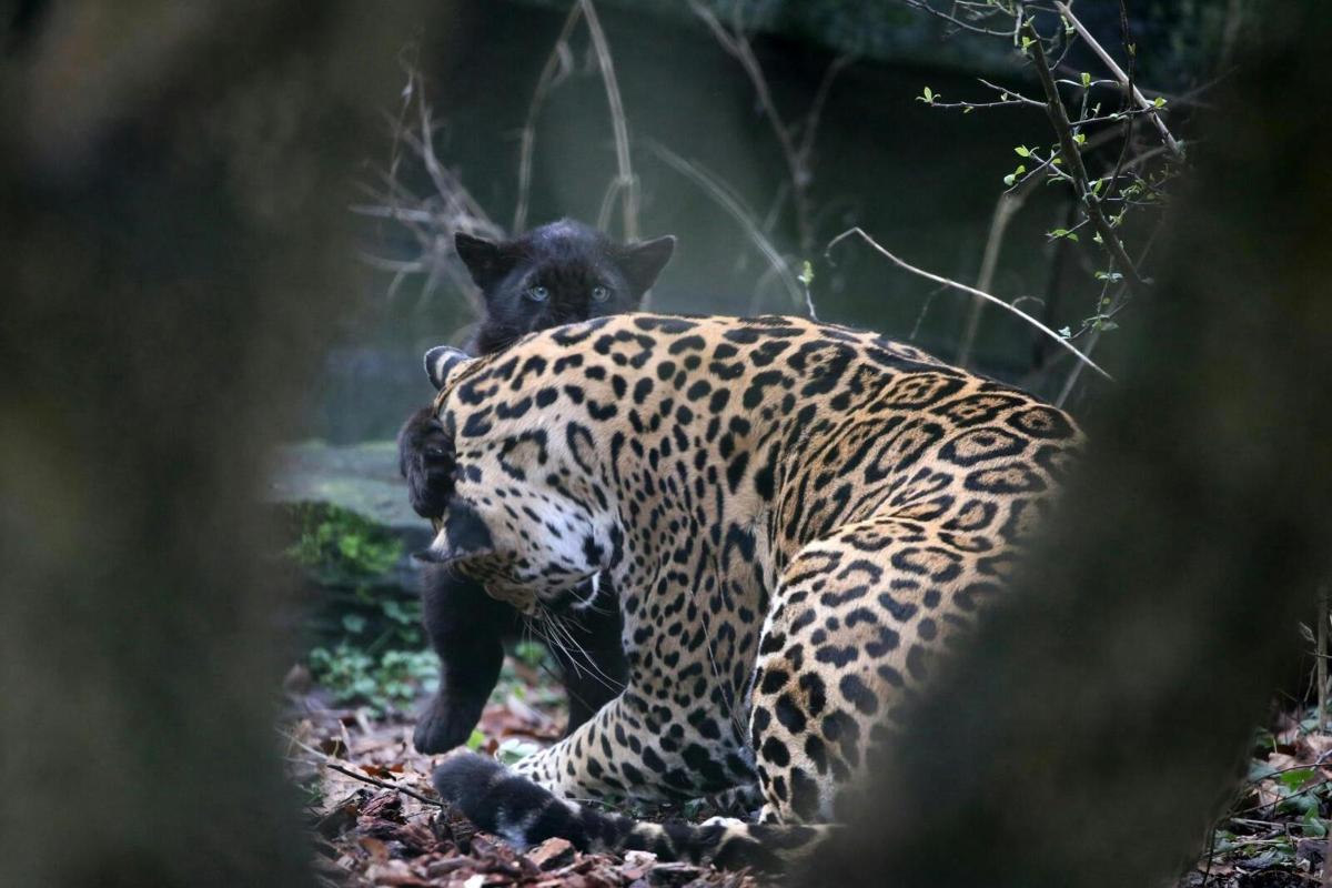a jaguar walking on the ground with a cat on its back
