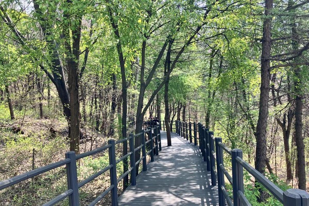 eine Brücke in einem Wald mit einer Person darauf