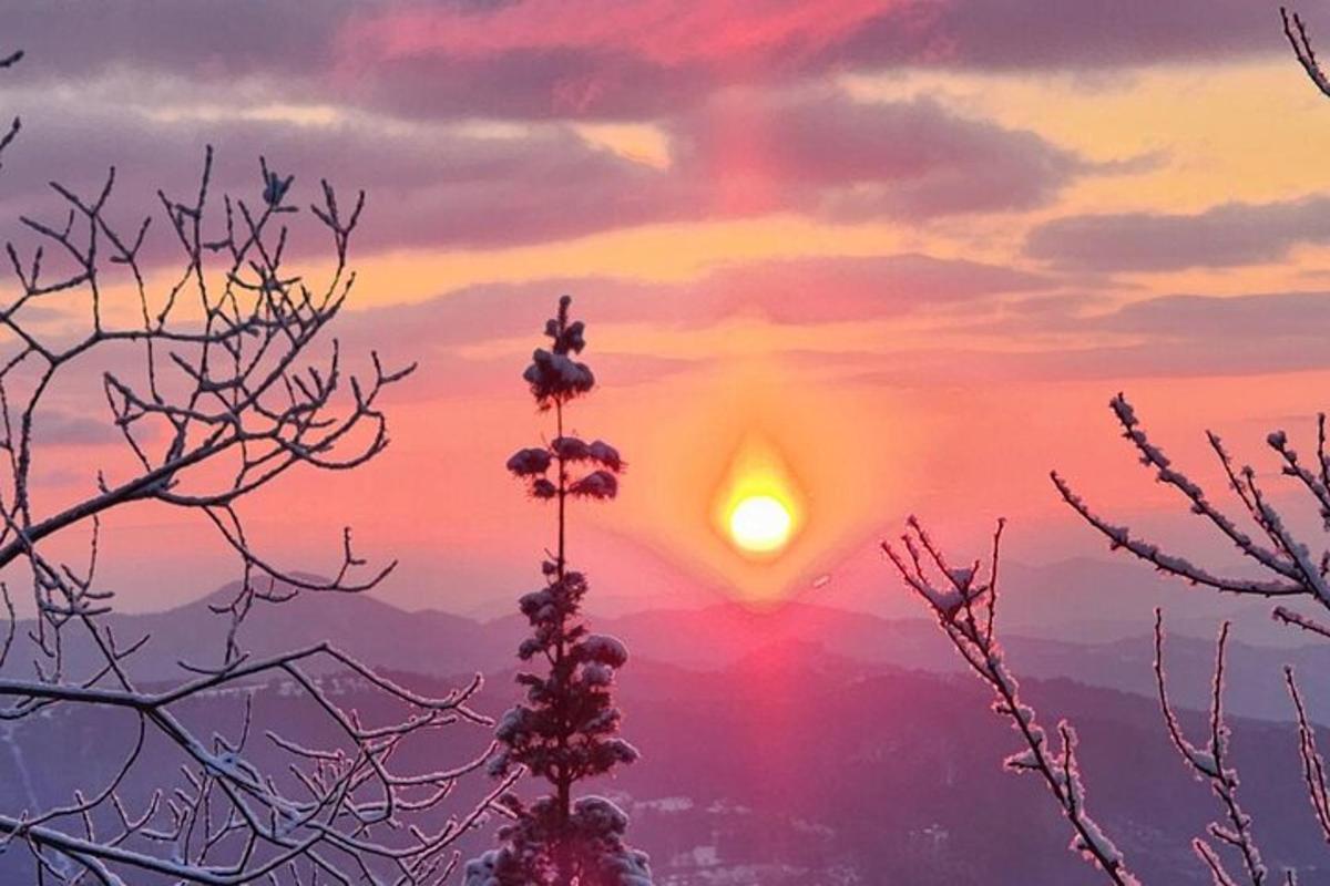 um pássaro sentado no topo de uma planta em frente ao pôr do sol