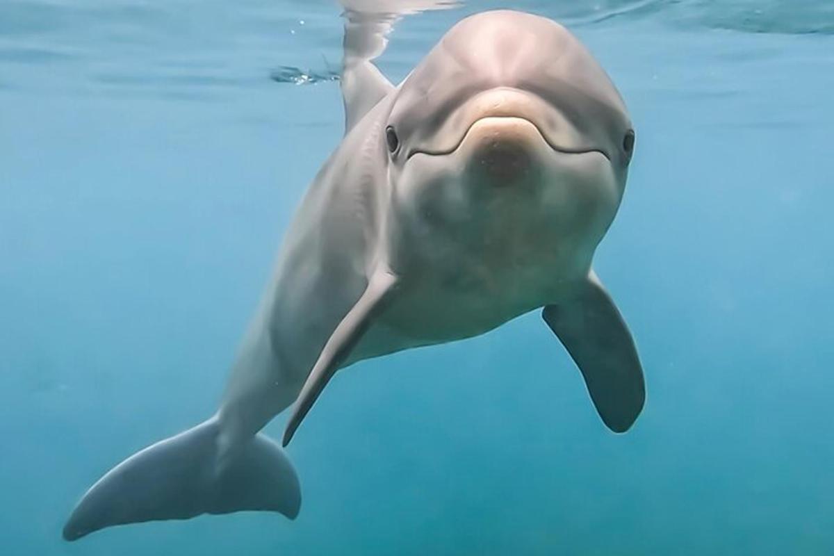 un delfin înotând în apă