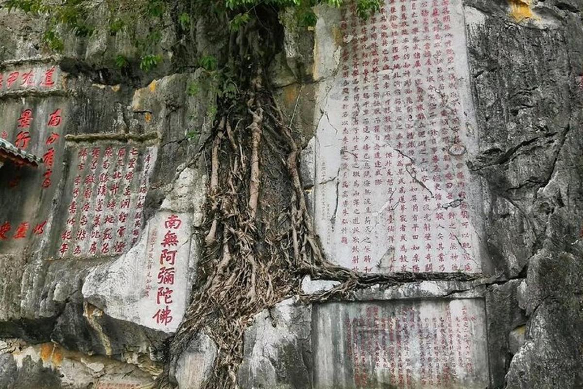 a tree growing on the side of a rock wall
