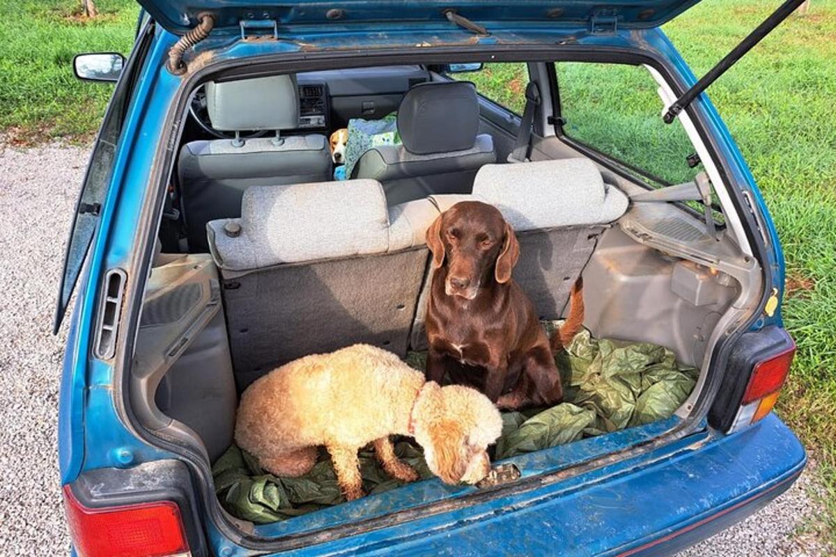 un cane e due pecore nel retro di un'auto