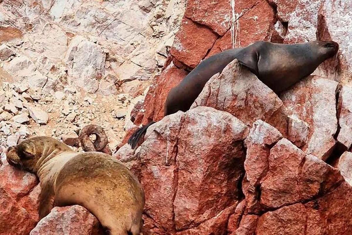 a seal laying on top of a rocky mountain