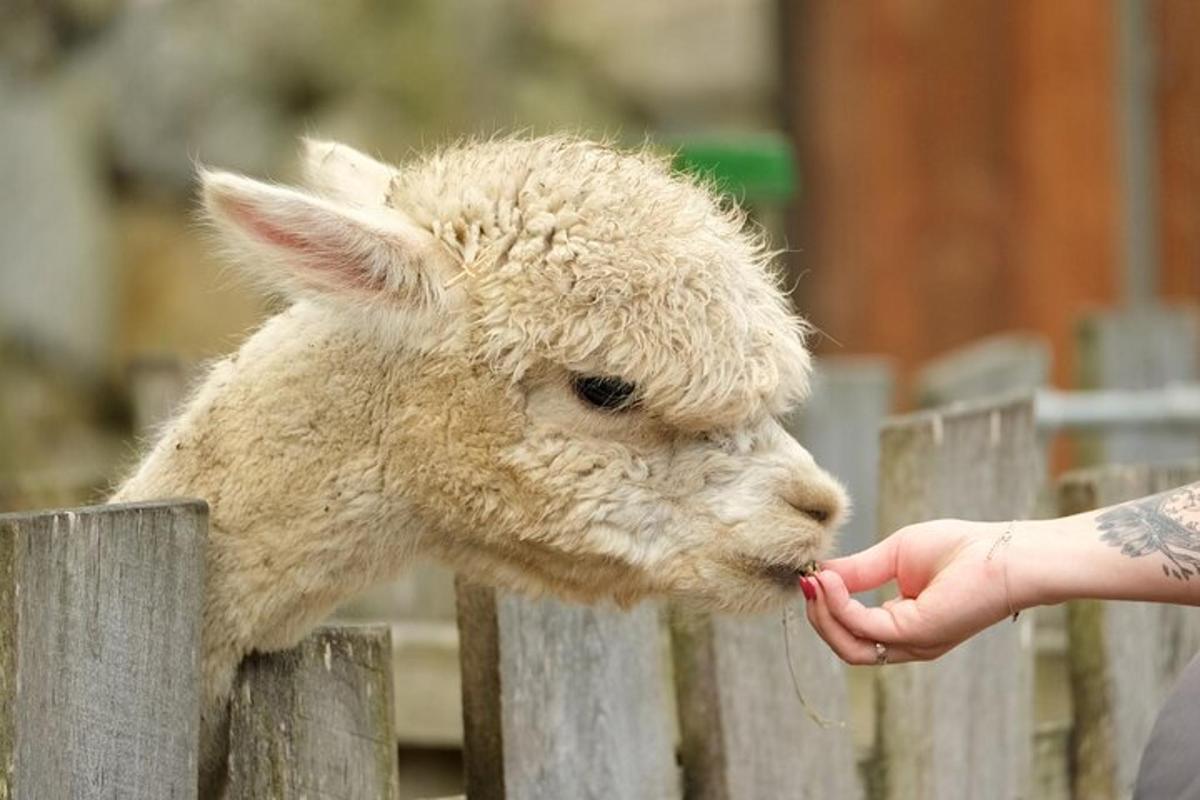 seseorang memberi makan kambing biri-biri dari pagar