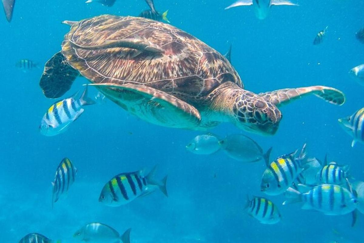 zelená mořská želva plave v oceánu s rybami