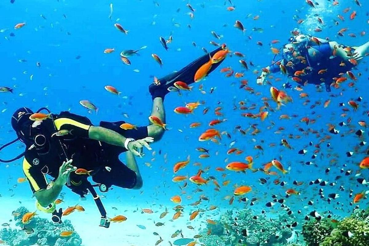 ένας δύτης στον ωκεανό με ένα κοπάδι ψάρια
