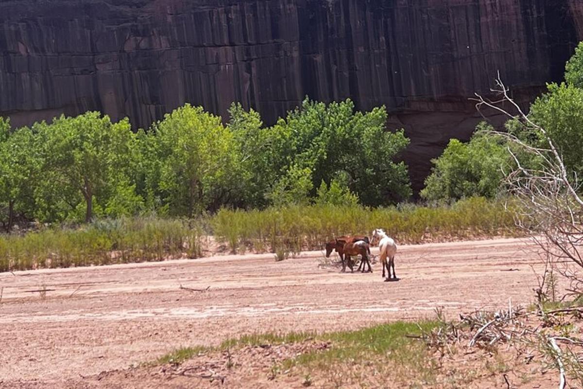 a group of horses walking on a dirt road