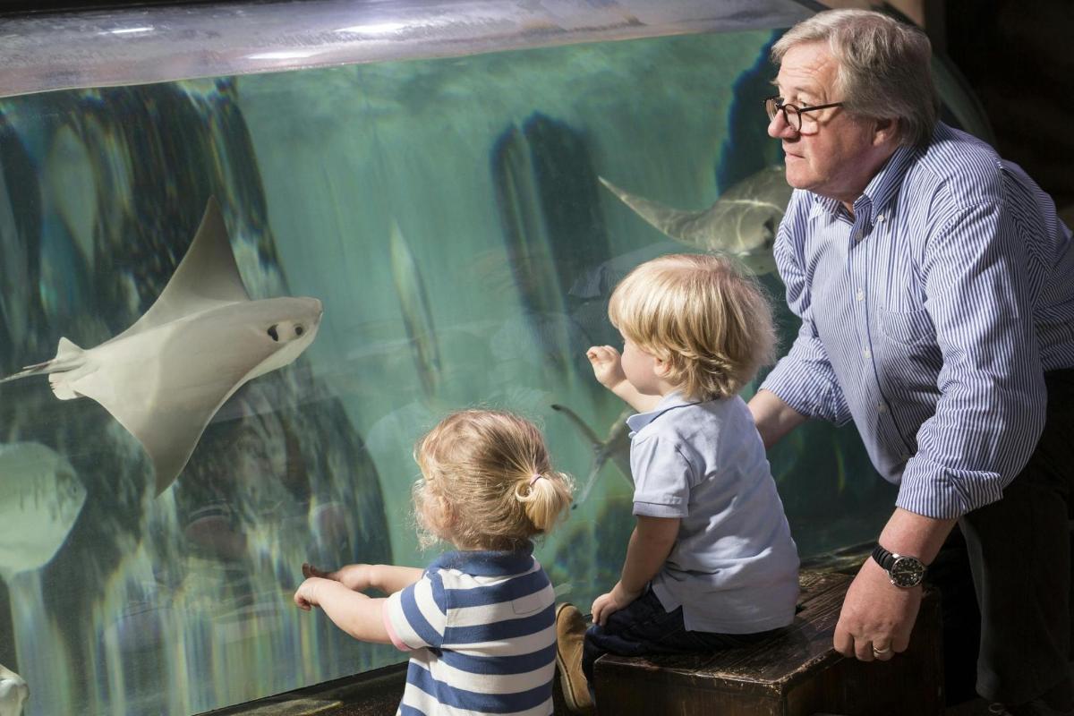 a man and a child looking at a shark in an aquarium