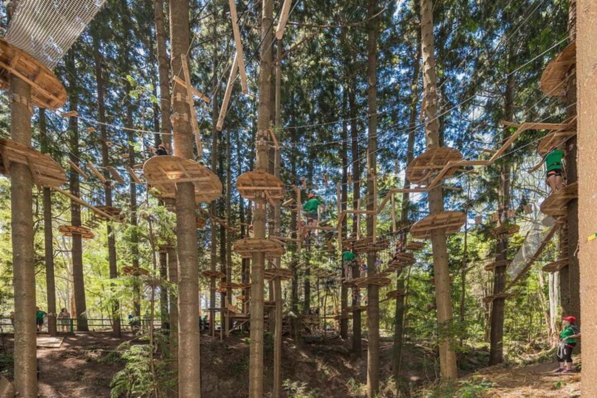 a bamboo forest with people in the trees