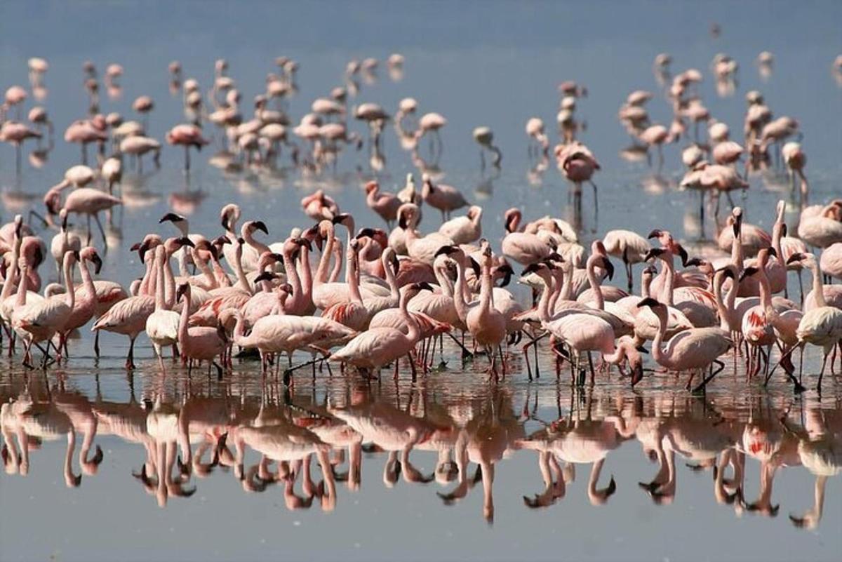 un estol de flamencs roses dempeus a l'aigua