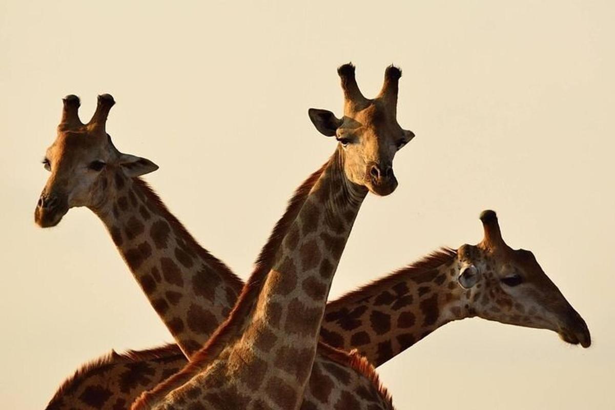 un grup de tres girafes que es troben una al costat de l'altra