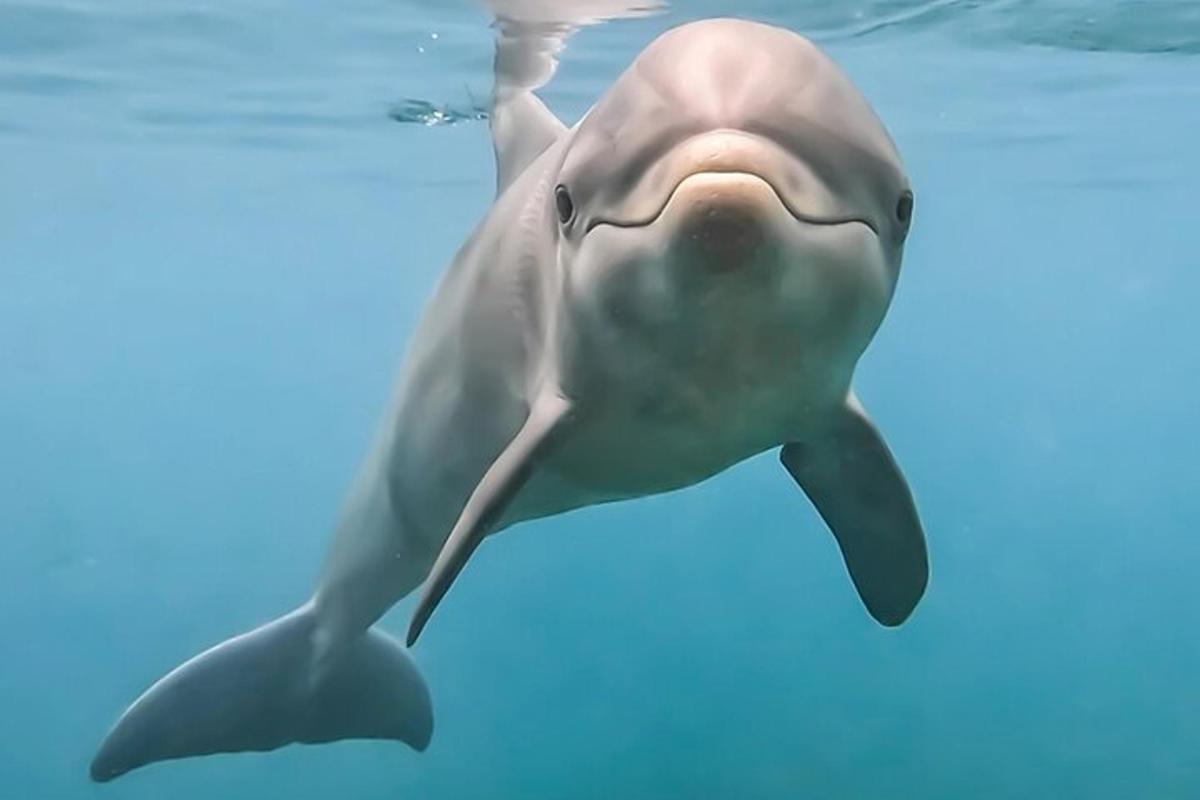 delfin, ki plava v vodi