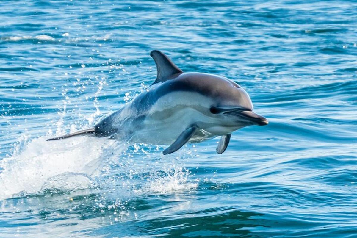 a dolphin jumping out of the water