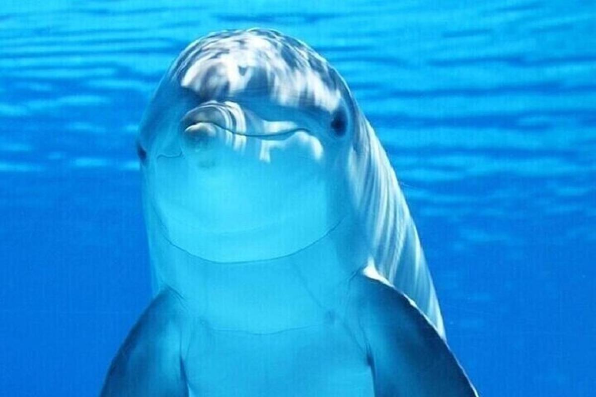 delfin plava v vodi