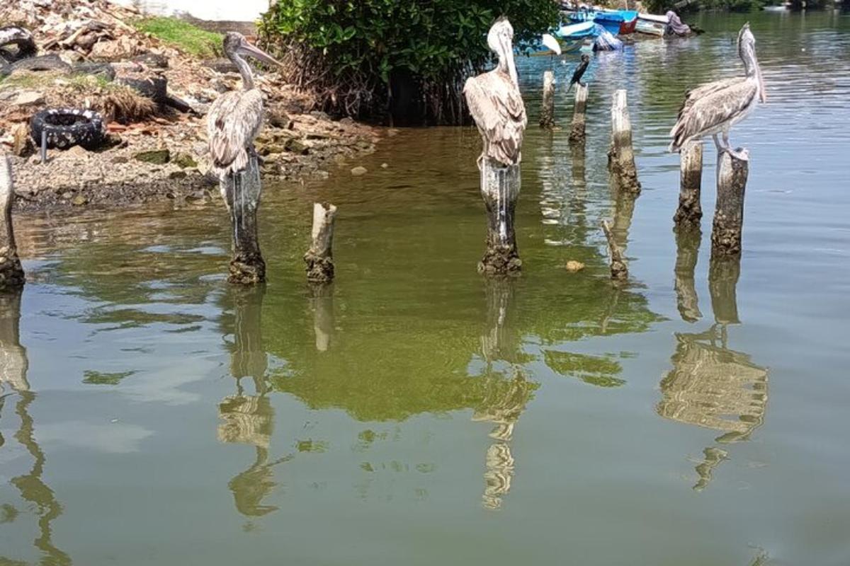 a group of birds standing in the water