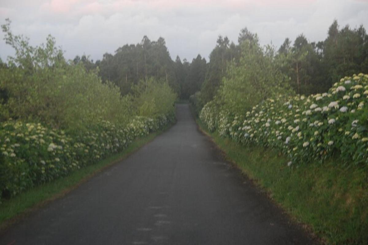eine Straße mit einem Feld aus weißen Blumen