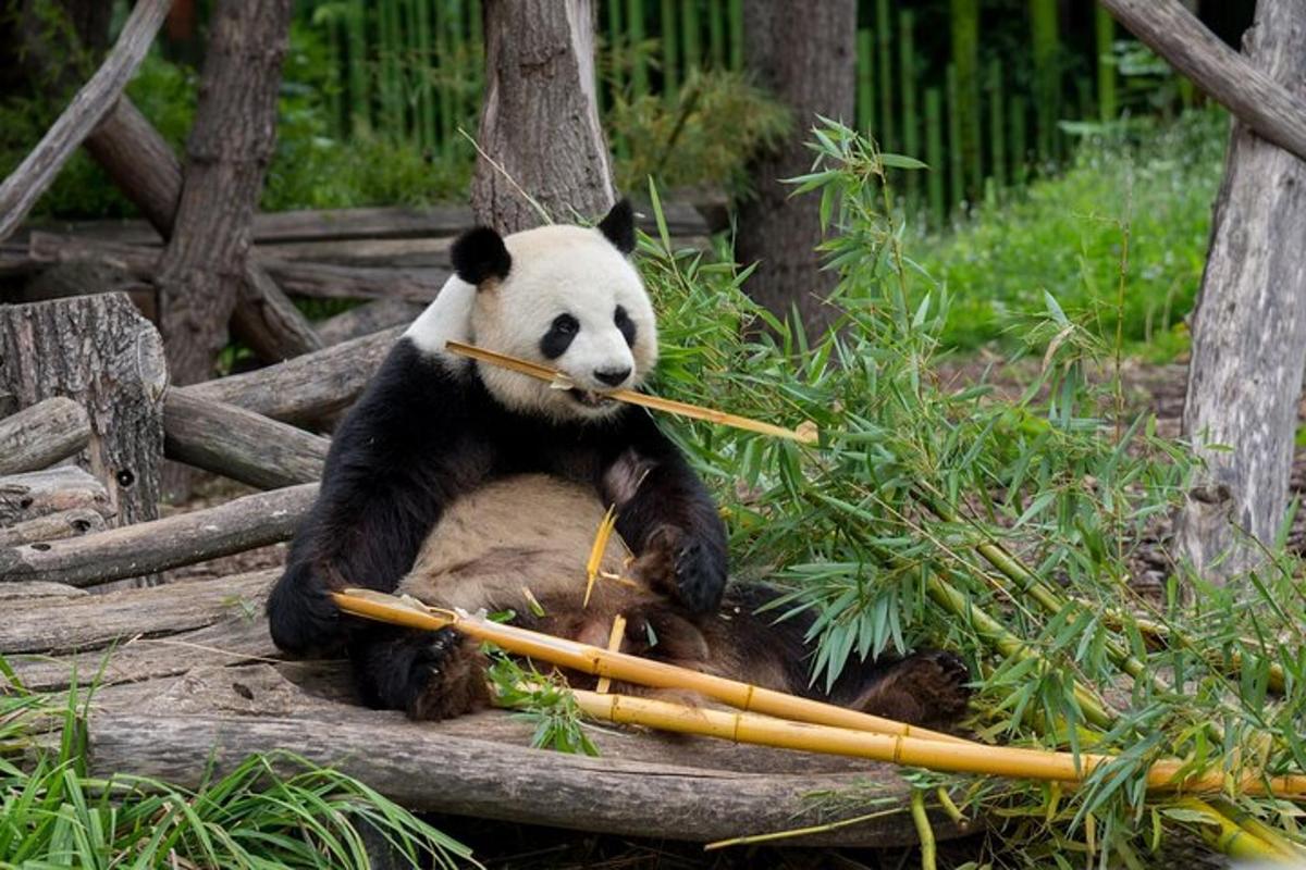 en pandabjørn som holder en pinne i munnen