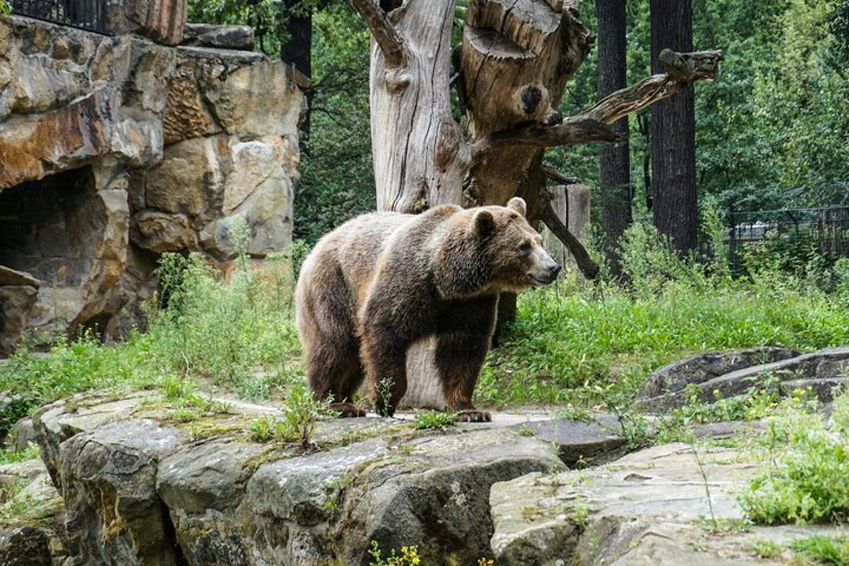 hnědý medvěd stojící na skále v zoo