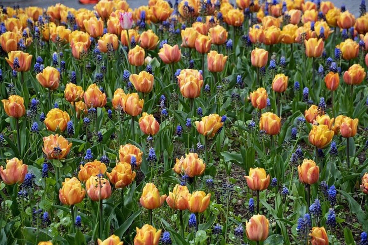 un camp de flors taronges i grogues amb flors blaves