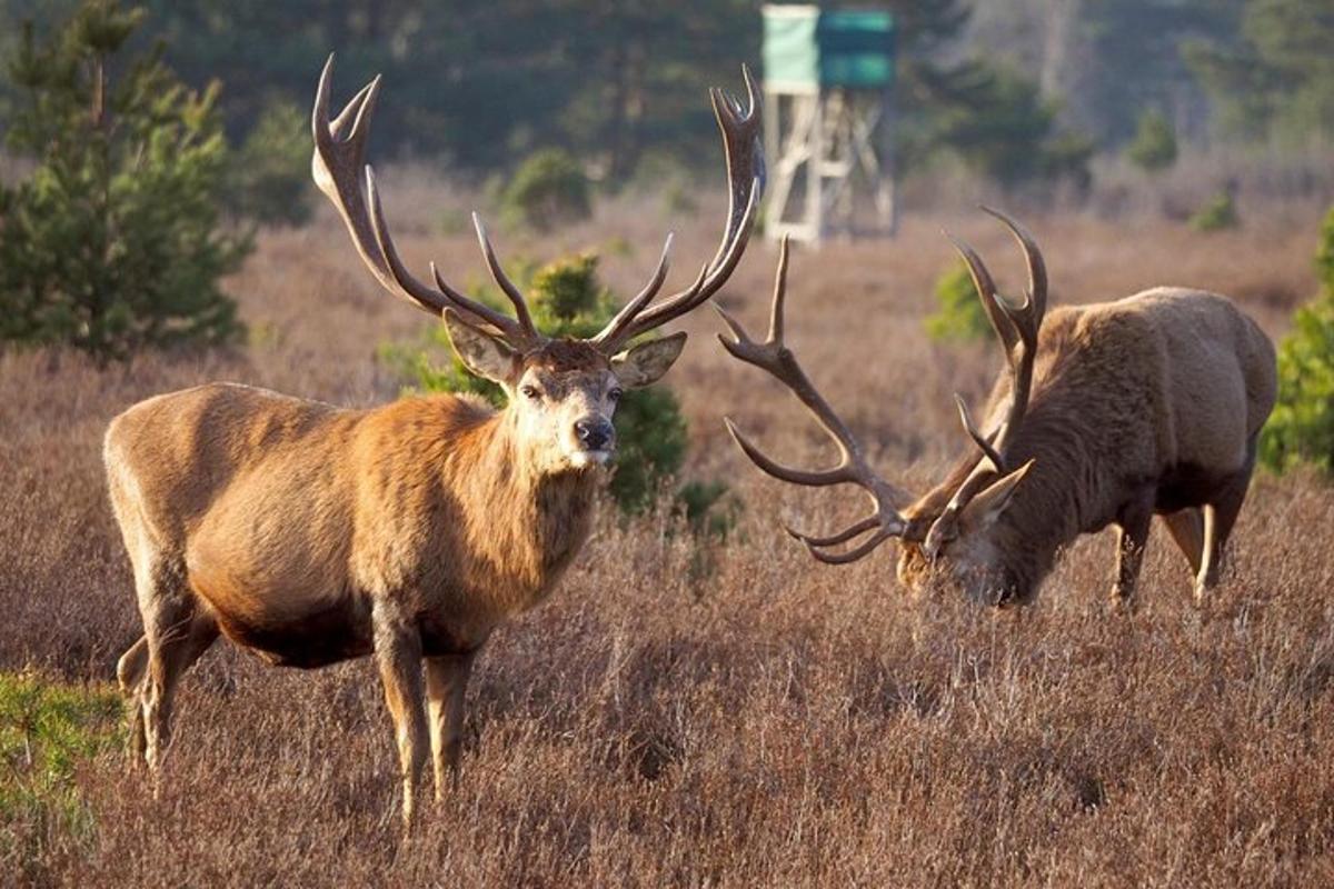 due alci in piedi in un campo di erba alta