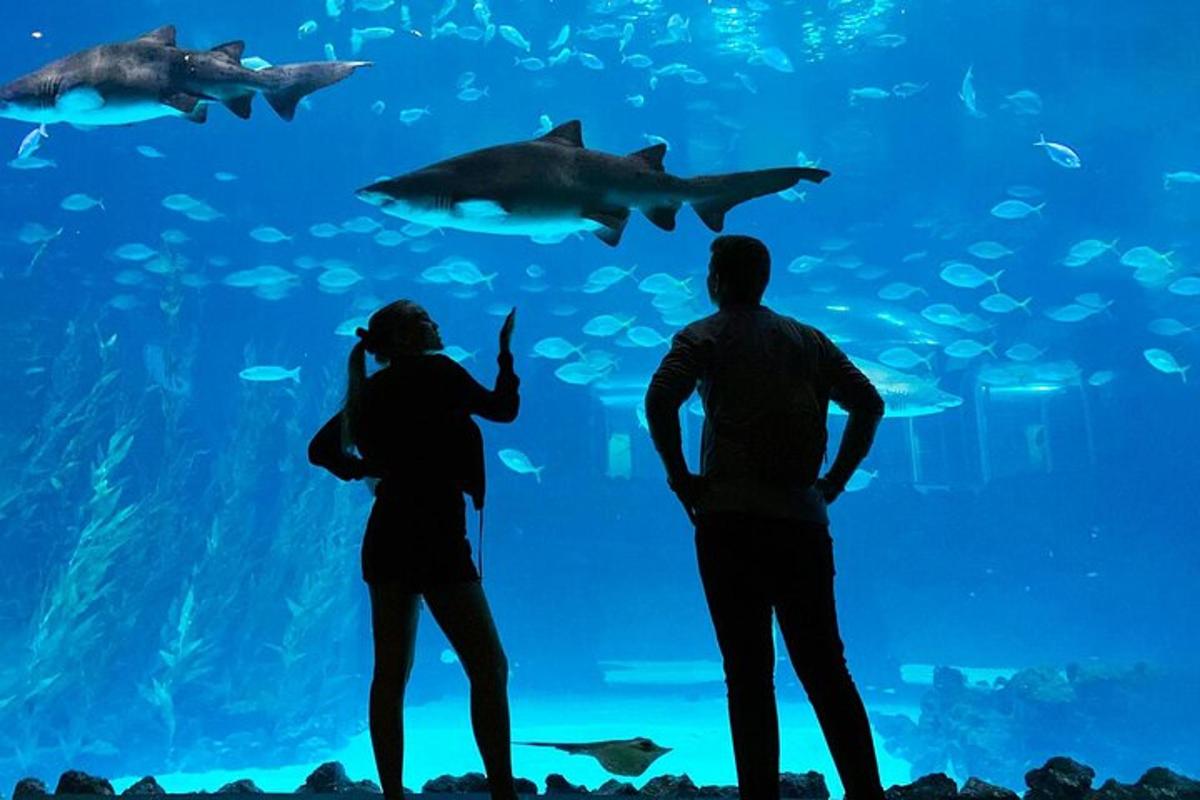 zwei Personen stehen vor einem Aquarium mit Haien