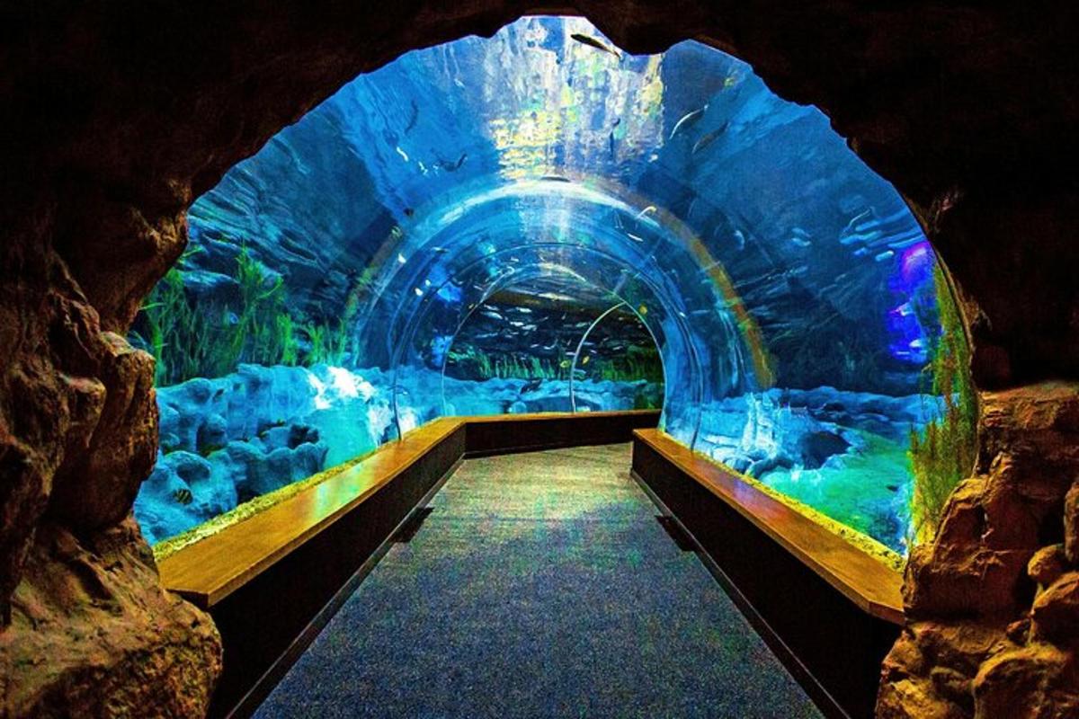 ein Tunnel in einem Aquarium mit einem Fischbecken