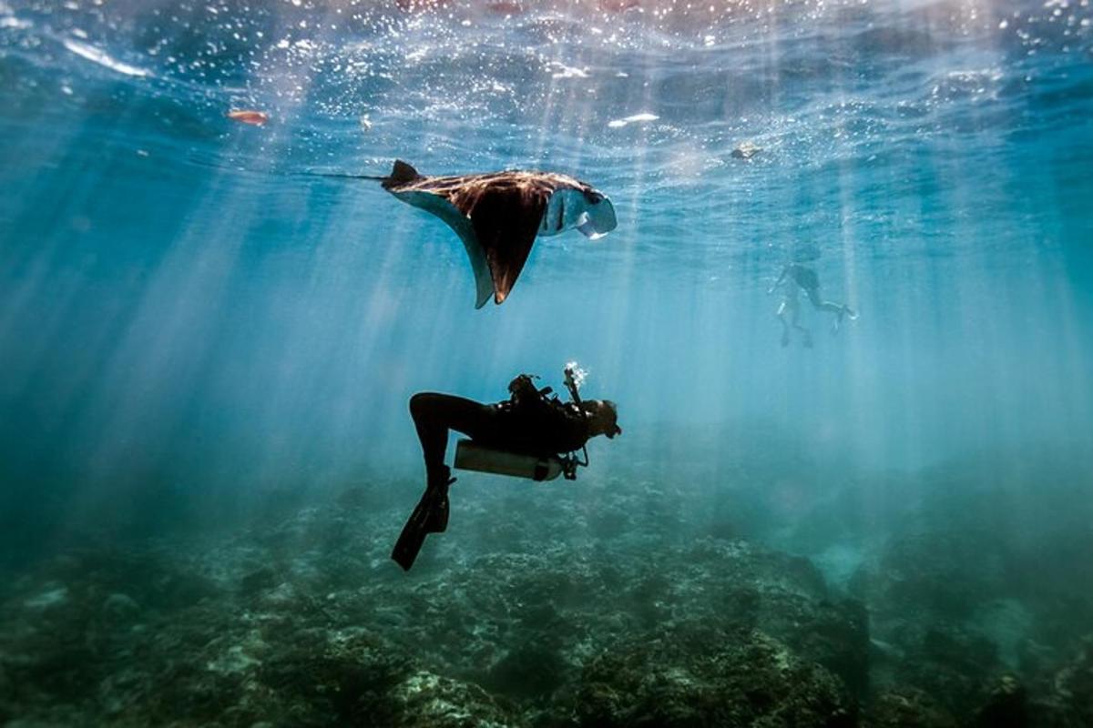 un sub e un delfino che nuotano nell'acqua