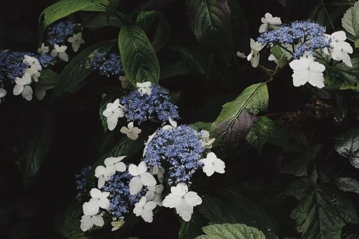 a bunch of blue and white flowers on a plant