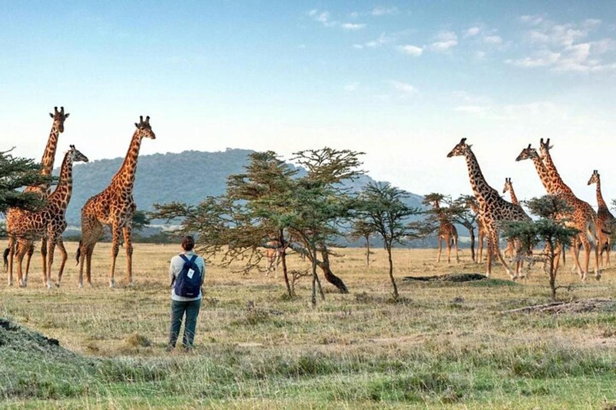 un uomo in piedi davanti a una mandria di giraffe