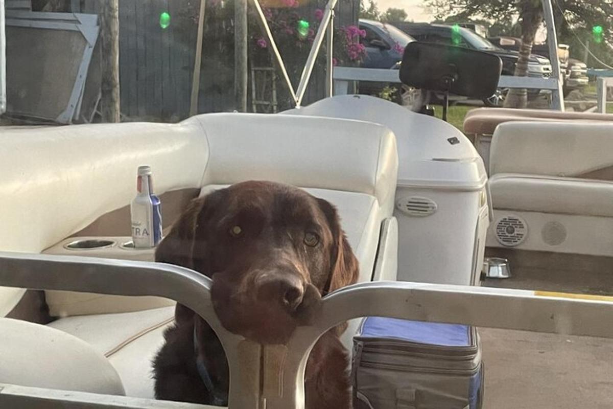en brun hund som sitter i en stol i en båt