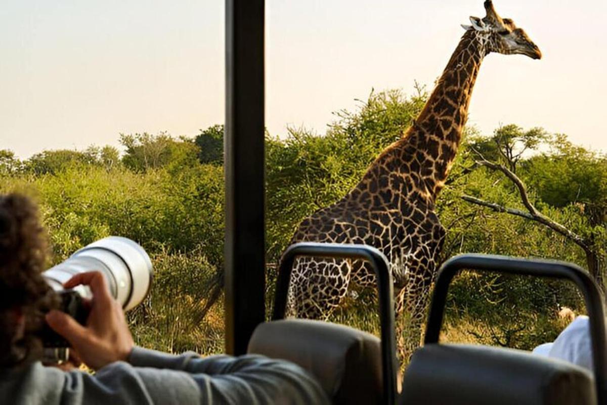 Una persona tomando una foto de una jirafa desde un autobús.