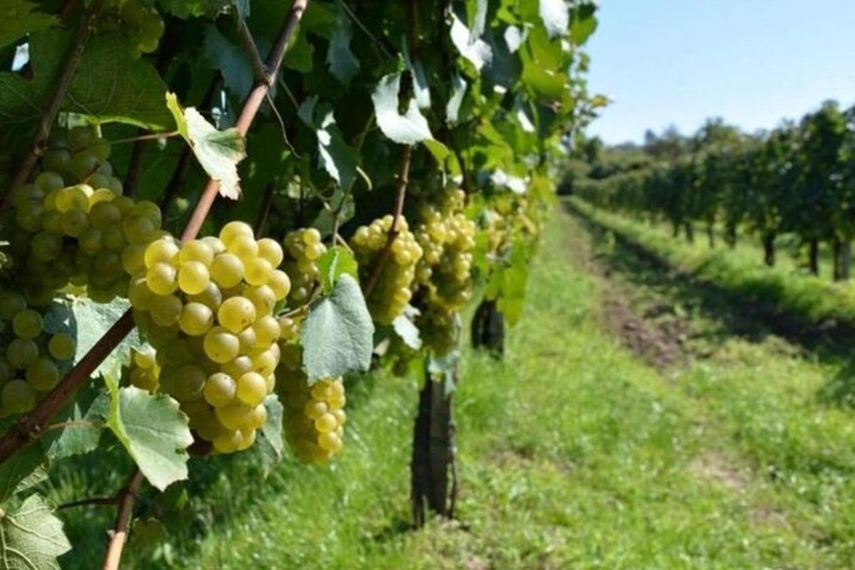 un grappolo d'uva verde appeso a un vigneto