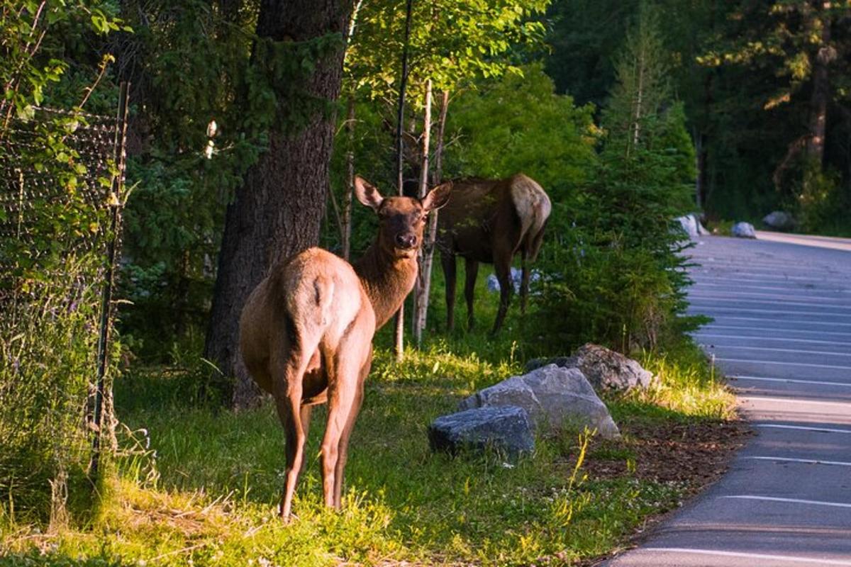 two deer standing in the grass next to a road