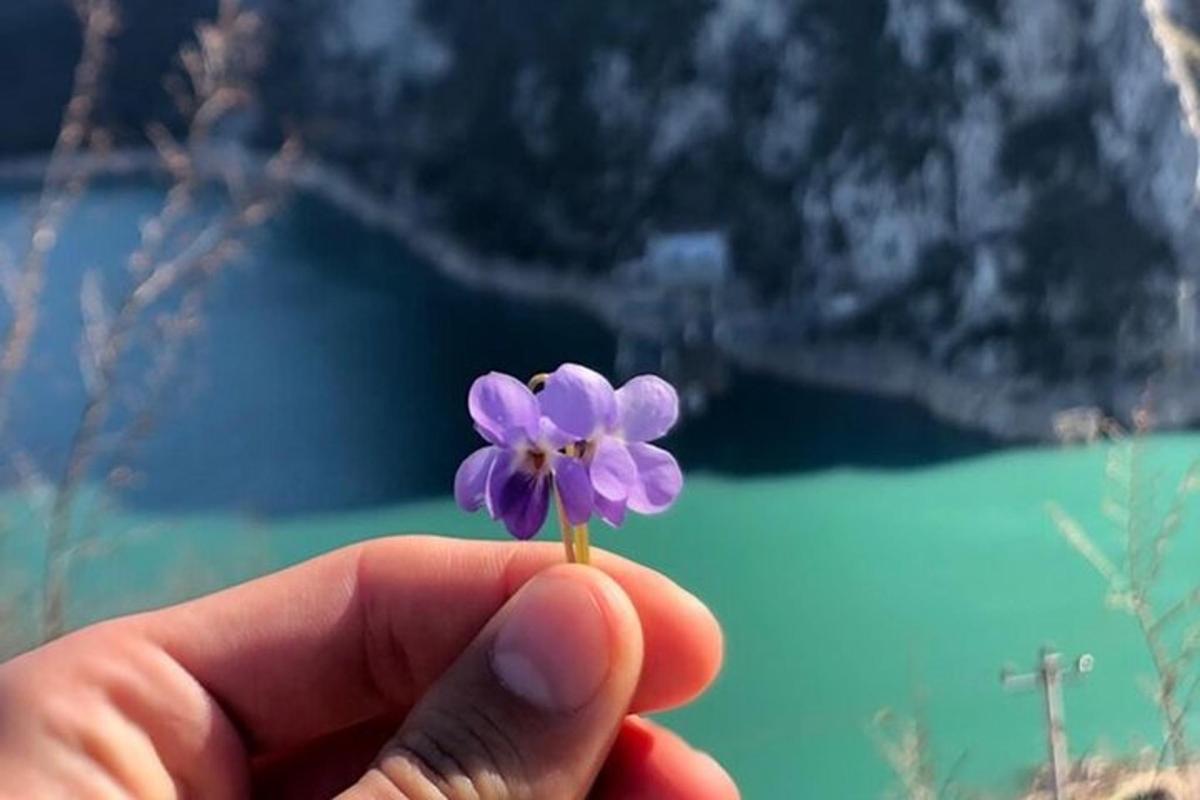 eine Person, die eine lila Blume vor einem See hält