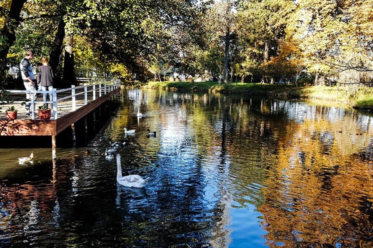 labuť plave na jezeře s lidmi stojícími na molu