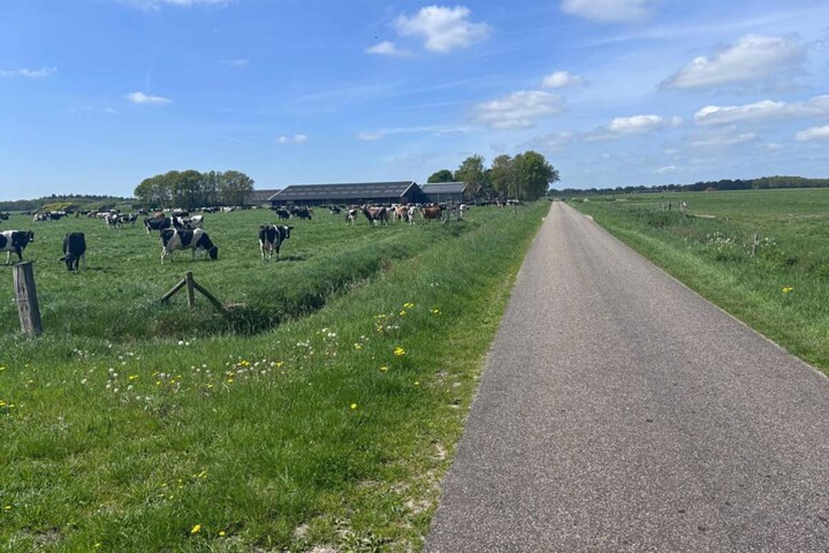 čreda krav, ki se pasejo na polju ob cesti