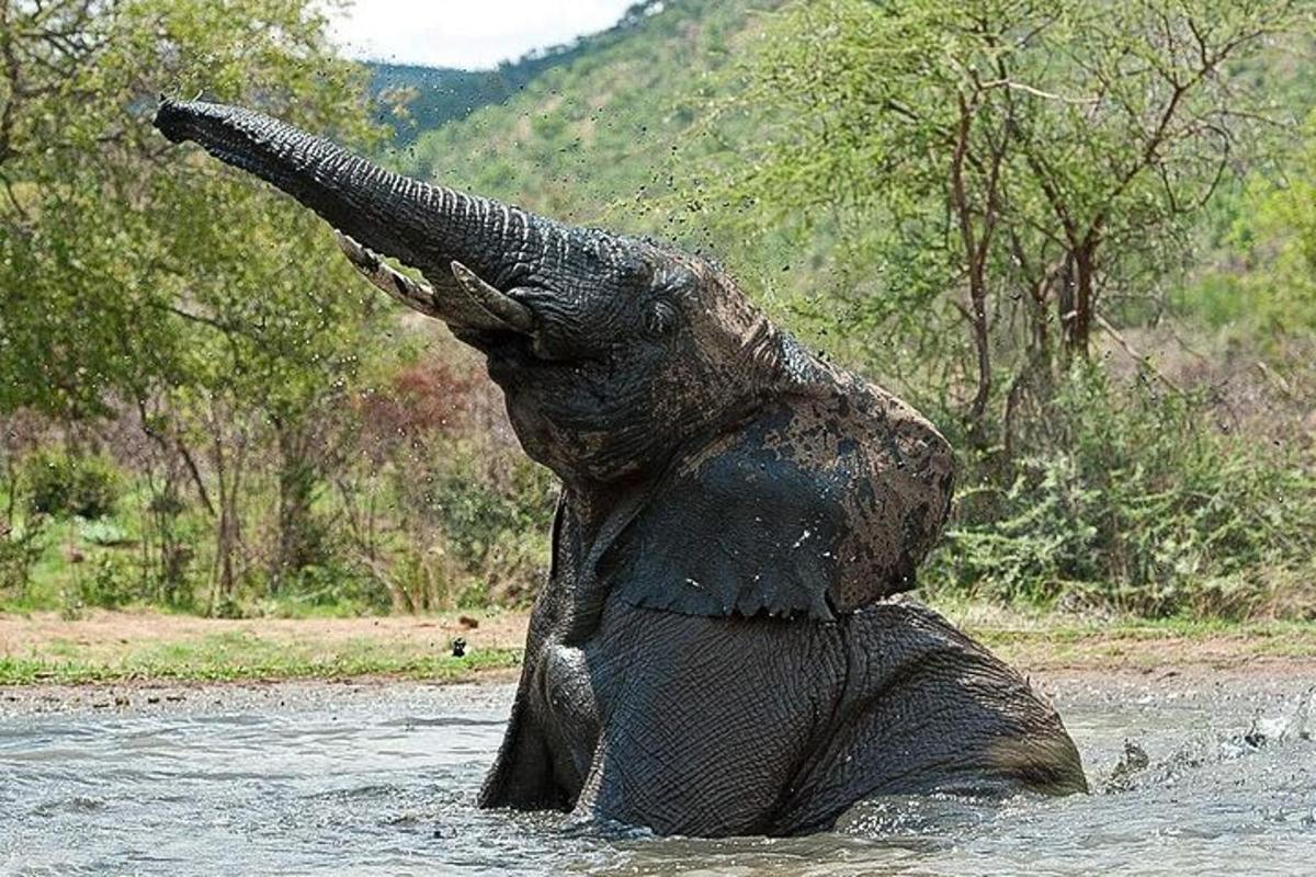 um elefante parado na água com a tromba no ar